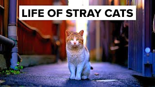 Inside The HIDDEN Lives Of Stray Cats