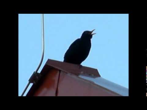 ????23 Pavel Dobeš @ VZPOMÍNKY IV. (Banány)