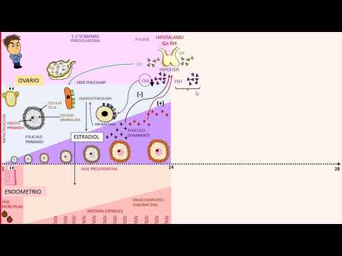 Gynecology: Menstrual Cycle