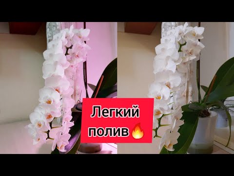 Самый лёгкий полив орхидей и шикарное цветение) Часть 1 Ответ на вопрос