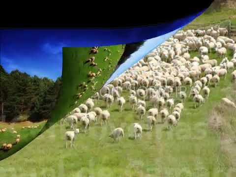 Cem ovelhas Samuel de Camargo