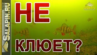 Почему окунь не клюет зимой