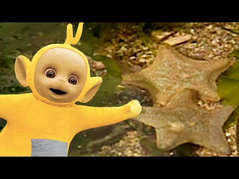 Teletubbies | Rockpool (Animals 3) | 123 | Videos For Kids