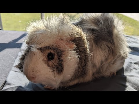 Artemis Subason Is So Adorable