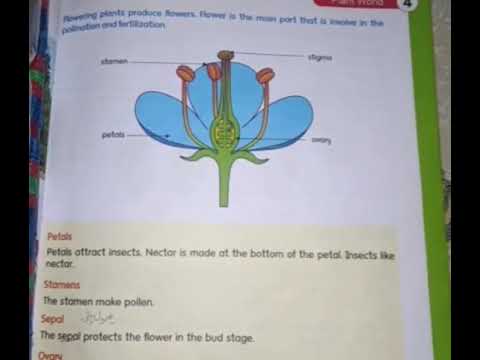 Grade 5th Science by Miss Samrin Topic The structure of flower
