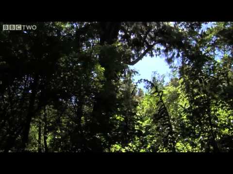 Clumsy Kakapo  The flightless parrot   Natural World  Nature's Misfits preview   BBC Two clip0