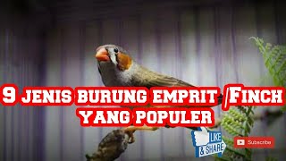 Download lagu JENIS BURUNG EMPRIT FINCH YANG POPULER 🐦#kicaumaniaindonesia #kicaumania mp3 Download lagu JENIS BURUNG EMPRIT FINCH YANG POPULER 🐦#kicaumaniaindonesia #kicaumania mp3
