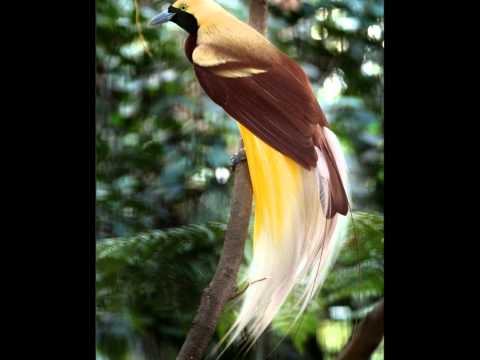 Dikir Temasek - Cenderawasih