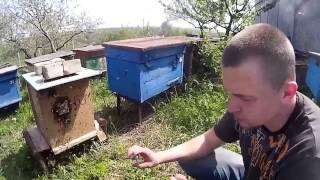 Как поймать пчел воровок в ловушку