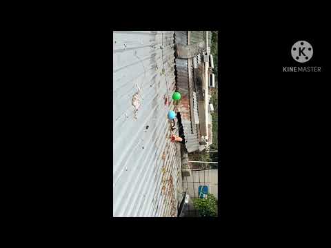 La gata Sasha cuidando mi terreno😾