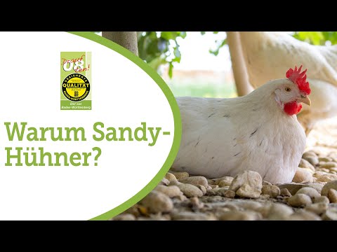 Was sind Sandy-Hühner und warum werden sie statt weißen Hühnern gehalten?