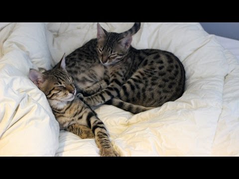 F4 Savannah Kittens - 4 months to 1 years old Transformation