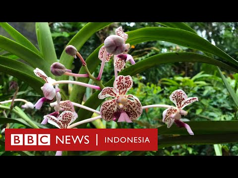, title : 'Angrek langka di lereng Merapi dan kisah pria yang melestarikannya - BBC News Indonesia'