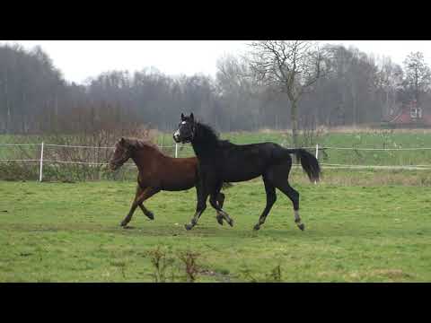 Hengst von Libertad geb. 2017/Hengst von Dating AT geb. 2016 FOR SALE