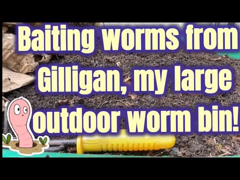 Baiting worms from Gilligan, my large outdoor worm bin!