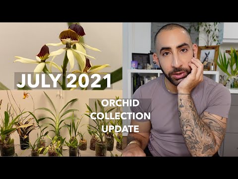 July 2021 Orchid Collection Update