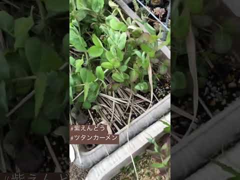 エンドウ豆の茂み 植物