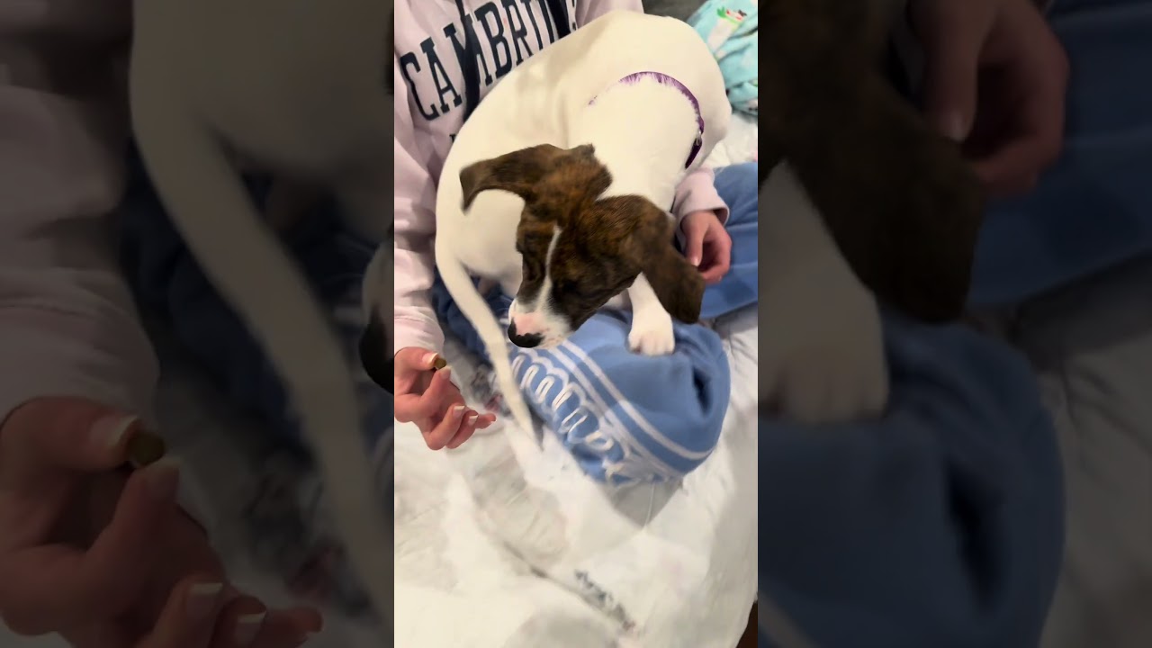 Enlarge Kinsey, a ADOPTABLE mixed breed in College Grove, TN video 2/5