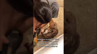 Funny dachshund #funny #tiktok #dog #dogs #funnydog