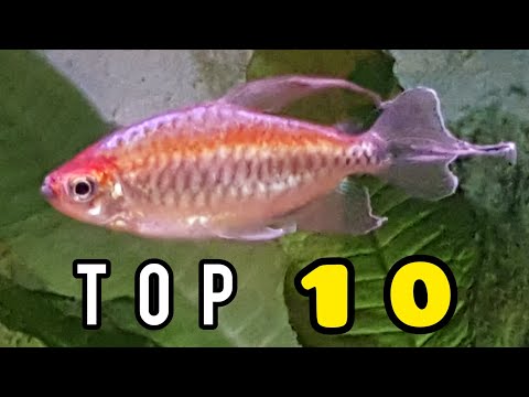 10 PEACEFUL TETRAS for the Community Aquarium