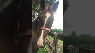 Horse Reacts to First Taste of Sugar Cubes