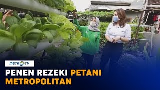 Download lagu Panen Rezeki Petani Metropolitan mp3