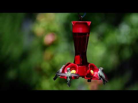 Perky-Pet® Pinch-Waist Red Glass Hummingbird Feeder