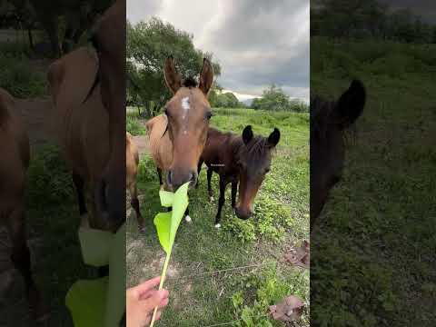 ROSARIO DE LERMA | SALTA #pueblos #relax #paseos #christmas #saltalalinda #norteargentino