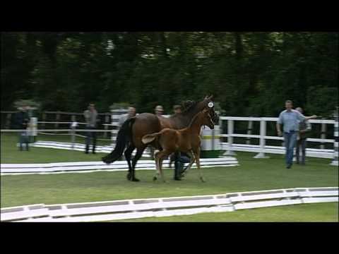 vielverspechendes Stutfohlen von Sir Donnerhall