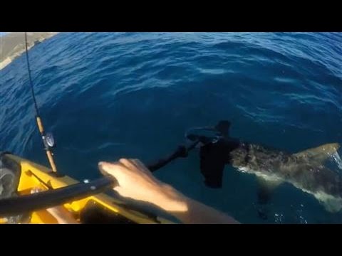 Hammerhead Shark Attacks Kayak Fisherman