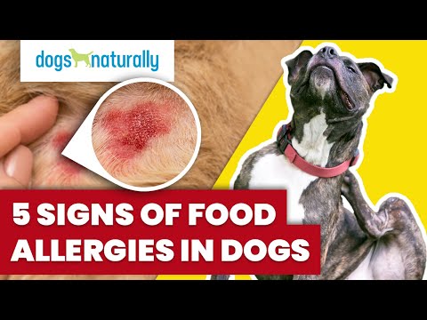 5 Signs Of Food Allergies In Dogs