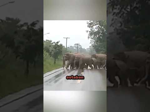 The smartest elephant in the world ❤