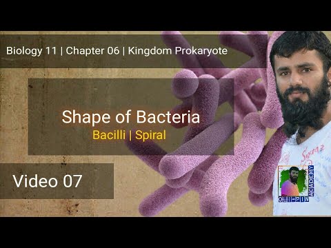 Bacilli Spiral || Shapes of Bacteria || Chp 06 | Video 07 | FSc 11 Biology | Oli-pin Academy