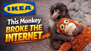 This Baby Monkey Went Viral Clinging To An IKEA Toy