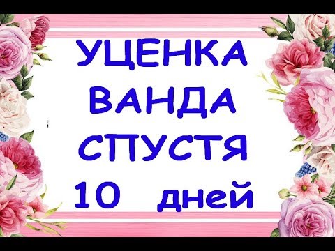 Орхидея-УЦЕНКА ВАНДА 10 дней ПОСЛЕ ПОКУПКИ