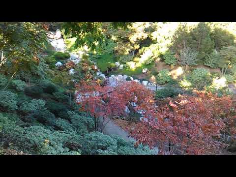 Should I do more videos?