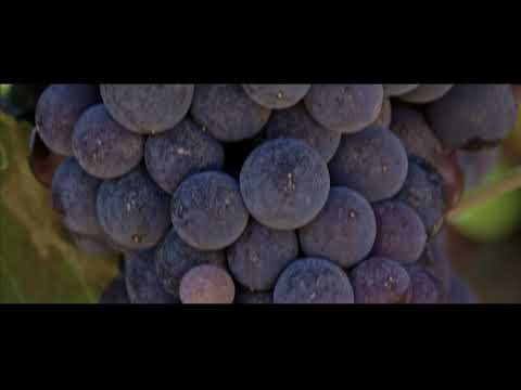 Cantine Antigori - English Version