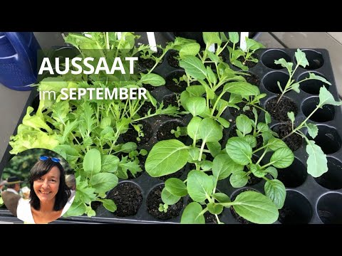 Aussaaten im September - diese Gemüse könnt ihr vorziehen, direkt aussäen und pflanzen