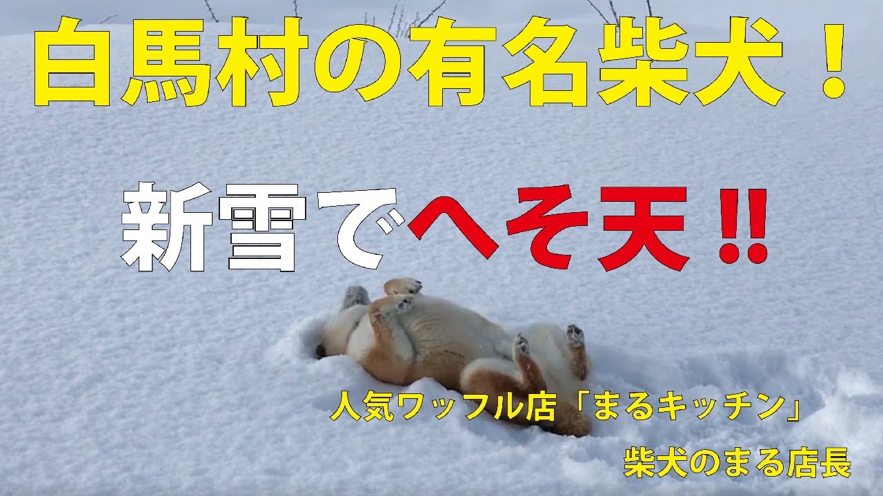 白馬村の柴犬の遊び方！「新雪でへそ天！！」