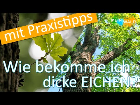 Dickenwachstum bei der Eiche fördern 🌳🪵 So geht's!