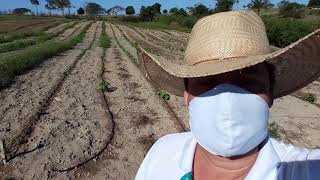 Rotação de culturas e diversificação na agricultura familiar