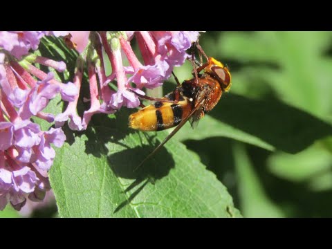 Gent – Sint Amandsberg – Heerlijk zomeren in het Westveldpark door Catherine Boone