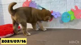 柴犬の動画01