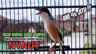 Download lagu burung cendet gacor FULL EMOSI pandai BUAT PANCINGAN CENDET AGAR BUNYI jadikan BURUNG PENTET GACOR mp3