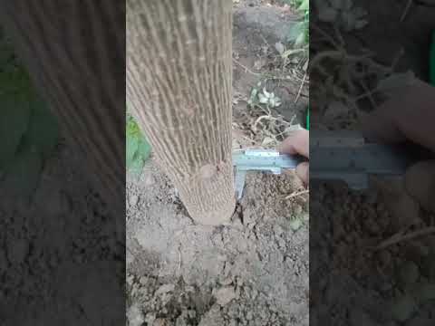 Диаметр годовалого ствола Павловнии, сорт FTE