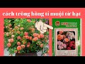 Cách ủ hạt giống hoa hồng
