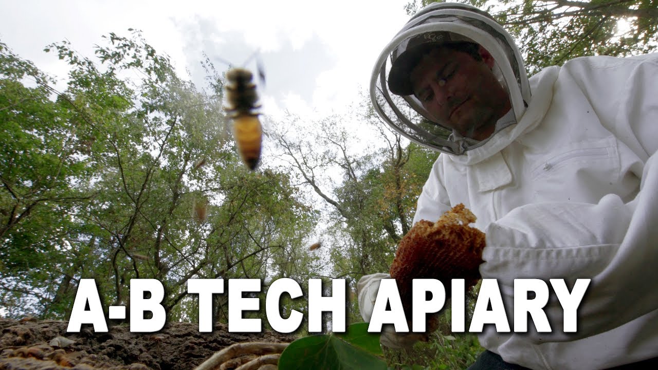 A-B Tech Apiary