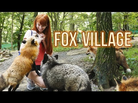 Fox Village in Zao Japan!  蔵王きつね村・kitsune mura