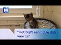 Dierenasiel laat radio de hele nacht aanstaan tijdens de jaarwisseling