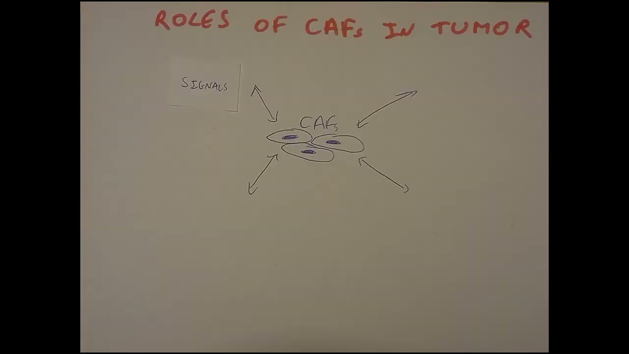 Cancer-associated fibroblasts (CAFs): keys to the tumor microenvironment